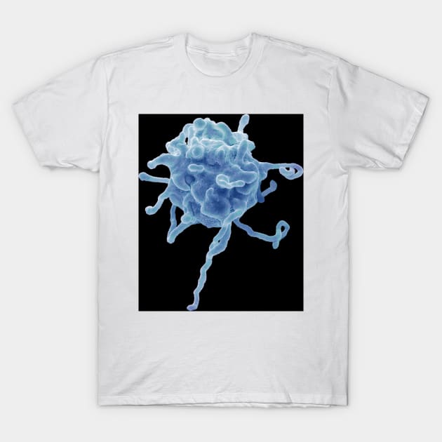 Activated platelet, SEM (C023/0879) T-Shirt by SciencePhoto